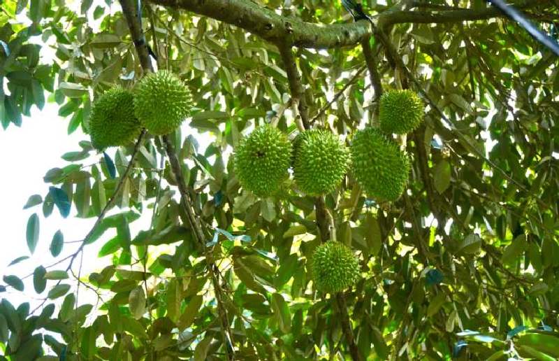 Người dân Tiền Giang ồ ạt trồng sầu riêng