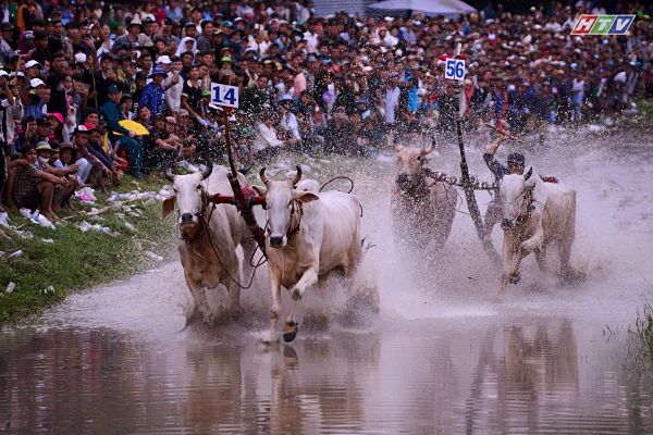 Hội đua bò Bảy Núi 2026 hấp dẫn với những màn tranh tài quyết liệt